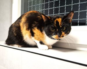 Mehr über den Artikel erfahren Valesca