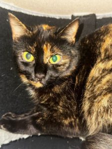 Mehr über den Artikel erfahren Valetta