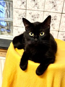 Mehr über den Artikel erfahren Vanya