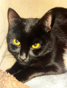 Mehr über den Artikel erfahren Venice