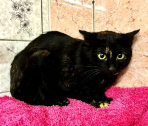 Mehr über den Artikel erfahren Venya