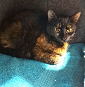 Mehr über den Artikel erfahren Venus