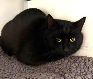 Mehr über den Artikel erfahren Vesuv