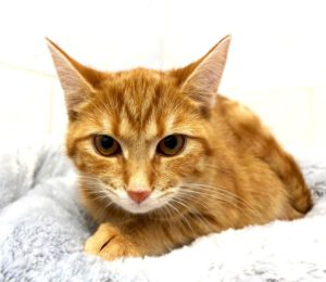 Mehr über den Artikel erfahren Vibi