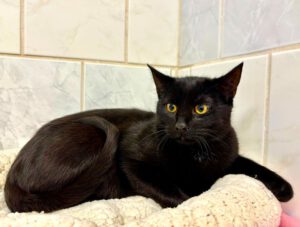 Mehr über den Artikel erfahren Vladi