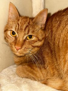 Mehr über den Artikel erfahren Vranco