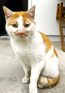 Mehr über den Artikel erfahren Cosmo