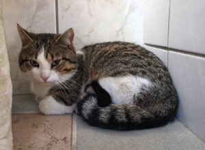 Mehr über den Artikel erfahren Gato