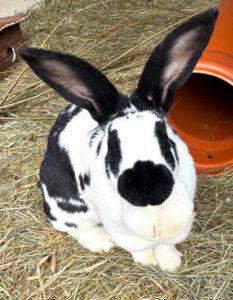 Mehr über den Artikel erfahren Luisa