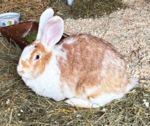 Mehr über den Artikel erfahren Siri