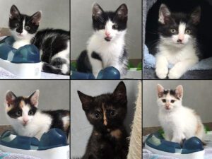 Mehr über den Artikel erfahren Isajah, Ilay, Ilaya, Isabella, Imani, Ilias