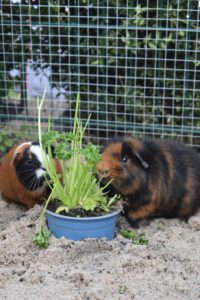 Mehr über den Artikel erfahren Polly & Teddy