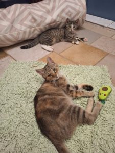 Mehr über den Artikel erfahren Tracy & Xantara